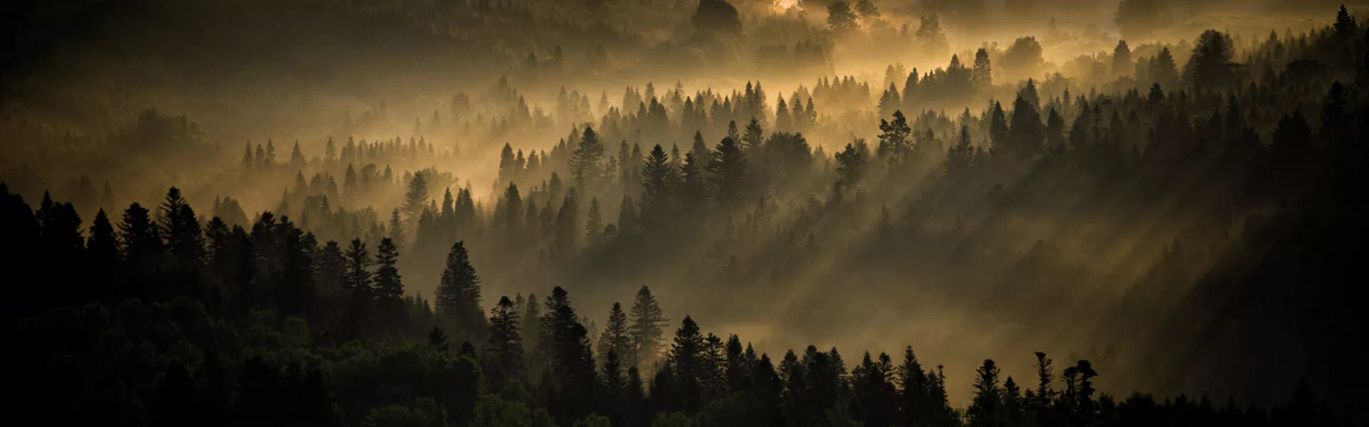 mgła nad lasem